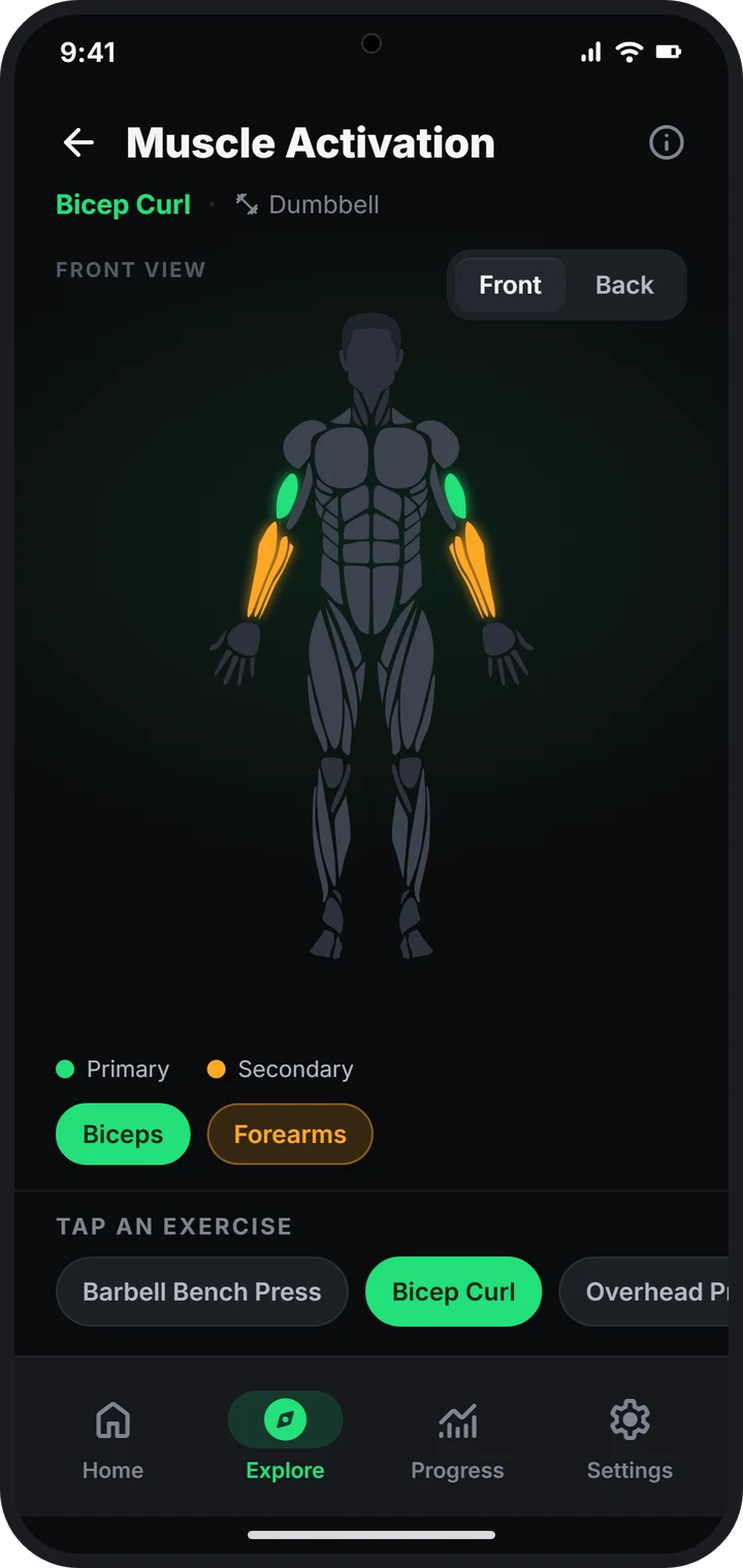 Muscle activation view for a bicep curl